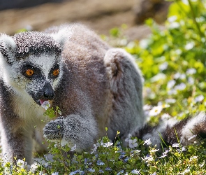 Lemur, Kwiaty