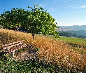 Trawy, Ławka, Wzgórze, Drzewa