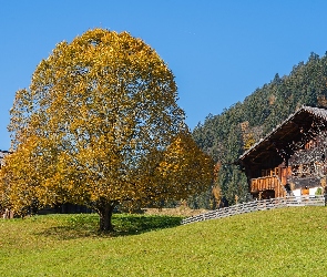 Domy, Las, Góra, Wzgórze, Drzewo