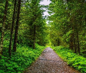 Las, Roślinność, Świerki, Drzewa, Droga