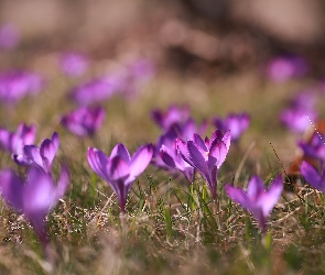 Kwiaty, Krokusy, Wiosenne, Fioletowe