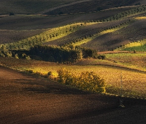 Czechy, Morawy Południowe, Wiosna, Drzewa, Pola, Wzgórza