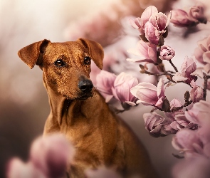 Magnolie, Kwiaty, Pies, Rhodesian ridgeback