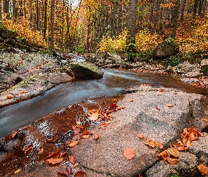 Kamienie, Rzeka, Drzewa, Skały, Jesień, Las, Liście