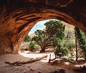 Utah, Park Narodowy Arches, Skały, Stany Zjednoczone, Sosny, Jaskinia, Drzewa