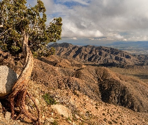 Kalifornia, Park Narodowy Joshua Tree, Góry, Stany Zjednoczone, Jukka krótkolistna, Skały, Drzewo