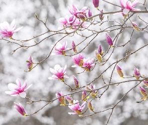 Magnolia, Gałązki, Kwitnąca