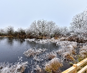 Trawy, Drzewa, Zima, Jezioro