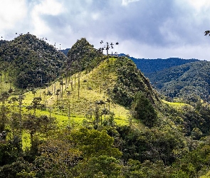 Wzgórza, Cocora Valley, Trawa, Kolumbia, Dolina, Palmy, Lasy, Góry, Drzewa