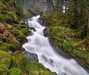 Mossy River, Las, Rzeka, Kamienie, Prowincja Saskatchewan, Omszałe, Kanada, Drzewa