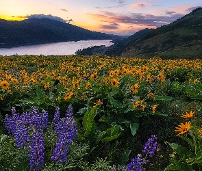 Fioletowy, Łubin, Rezerwat przyrody Columbia River Gorge, Kwiaty, Łąka, Stany Zjednoczone, Góry Kaskadowe, Stan Waszyngton, Balsamorhiza, Rzeka Kolumbia, Żółte