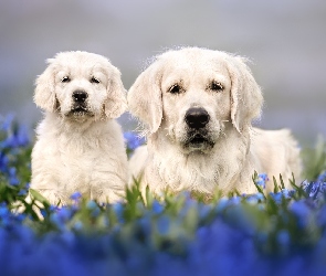 Szczeniak, Golden retriever, Dwa, Psy