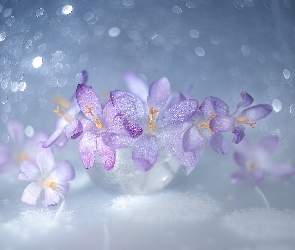 Bokeh, Naczynie, Fioletowe, Krokusy, Kwiaty, Szklane