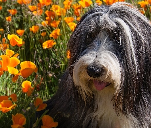 Maczki kalifornijskie, Pozłotki, Bearded collie, Pies, Pomarańczowe, Kwiaty