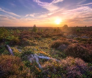 Zachód słońca, Konary, Prowincja Overijssel, Holandia, Holterberg, Wrzosowisko