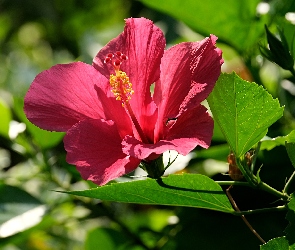 Hibiskus, Liście, Kwitnący