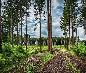 Gałęzie, Zieleń, Drzewa, Chmury, Ścieżka, Las, Sosny