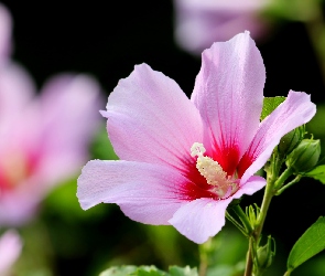 Kwitnący, Hibiskus, Różowy