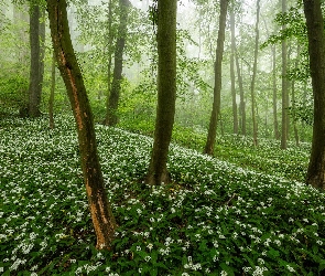 Mgła, Czosnek niedźwiedzi, Las, Wiosna, Drzewa, Kwiaty