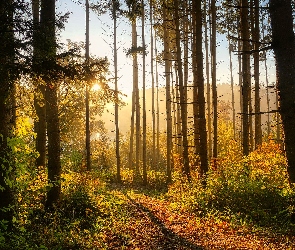 Roślinność, Ścieżka, Słoneczny, Las, Blask, Drzewa