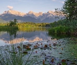 Jezioro, Szuwary, Lilie wodne, Drzewa, Góry