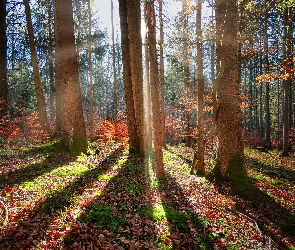Jesień, Dzień, Drzewa, Las, Liście, Słoneczny