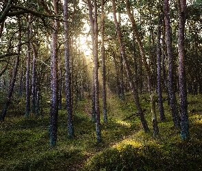 Blask, Słoneczny, Las, Drzewa