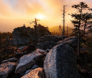Drzewa, Skały, Niemcy, Las Bawarski