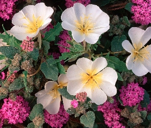 Różowe, Kwiatuszki, Białe
