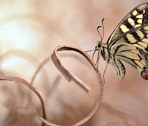 Makro, Paź królowej, Roślina, Motyl