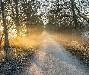 Polna, Mgła, Słońce, Drzewa, Droga