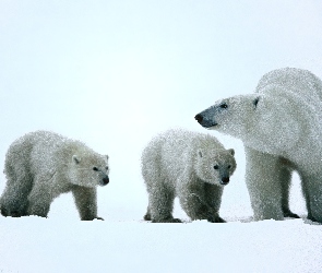 Niedźwiedzie, śnieg, białe