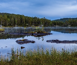 Trawa, Drzewa, Jezioro, Wysepki