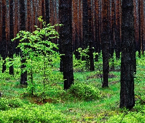 Zielone, Wiosna, Drzewa, Rośliny, Las