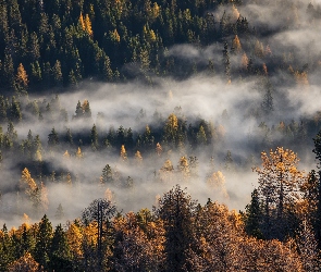 Mgła, Drzewa, Las, Pożółkłe