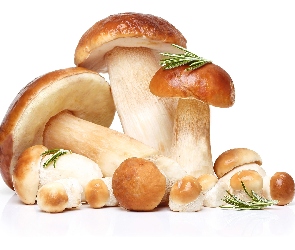 Borowiki, Tło, Białe, Igliwie, Grzyby