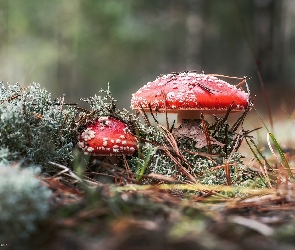 Grzyby, Las, Ściółka, Muchomory, Dwa