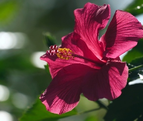 Czerwony, Hibiskus, Kwitnący