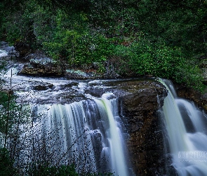 Stany Zjednoczone, Drzewa, Kaskada, Roślinność, Skały, Blackwater Falls, Wirginia Zachodnia, Park Stanowy Blackwater Falls, Wodospad