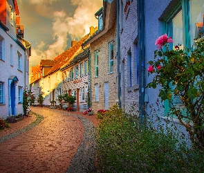 Ulica, Domy, Krzewy, Róże