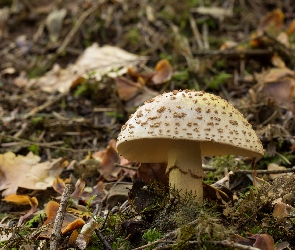 Liście, Igliwie, Grzyb