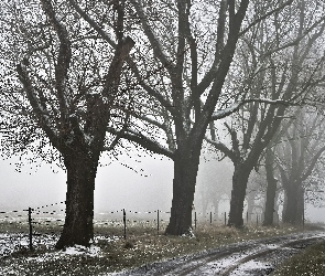 Droga, Pole, Mgła, Drzewa, Zima