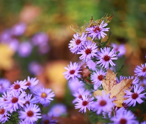 Astry, Liście, Suche, Kwiaty, Liliowe
