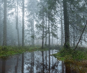 Drzewa, Mgła, Las, Poranek