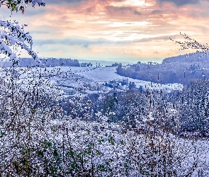 Ośnieżone, Drzewa, Lasy, Pole, Zima