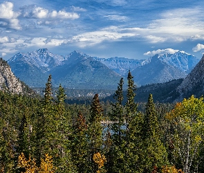 Kanada, Alberta, Góry Skaliste, Park Narodowy Banff, Drzewa, Lasy