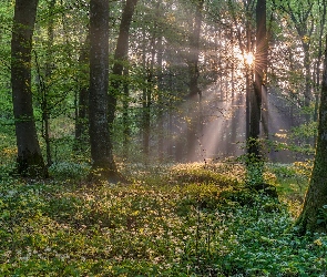 Drzewa, Czosnek niedźwiedzi, Promienie słońca, Poranek, Las