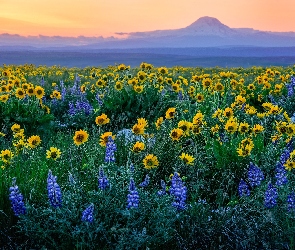 Stany Zjednoczone, Balsamorhiza, Kwiaty, Zachód słońca, Łubin, Łąka, Waszyngton, Góra, Mount Adams