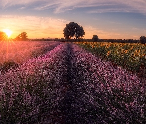 Lawenda wąskolistna, Słoneczniki, Drzewa, Wschód słońca, Pola
