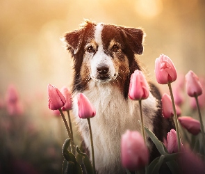 Tulipany różowe, Kwiaty, Owczarek australijski, Pies, Shepherd, Brązowo biały